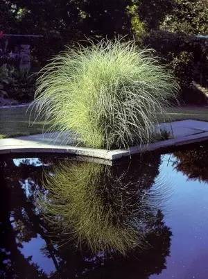 观赏草美景图片大全,观赏草叶