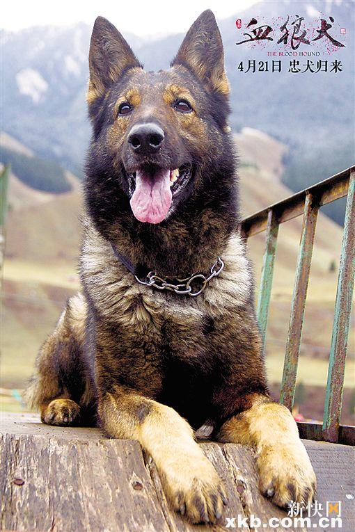 血狼犬高清图片,血狼犬看哭人的视频