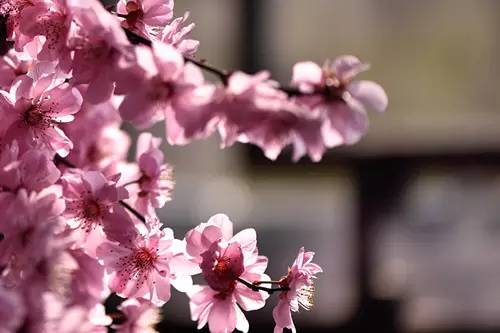 梅花香自苦寒来演讲稿,梅花香自苦寒来作文