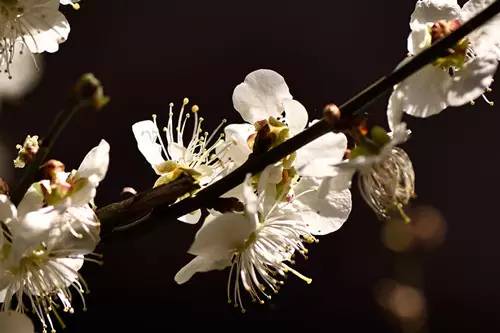 梅花香自苦寒来演讲稿,梅花香自苦寒来作文