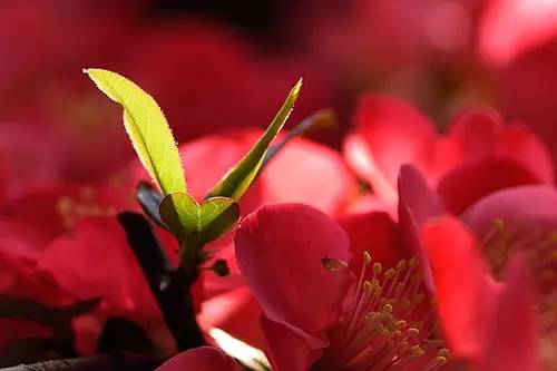 梅花香自苦寒来演讲稿,梅花香自苦寒来作文