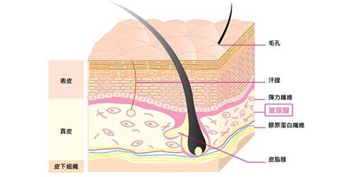 井柏然撞脸金城武，“僵硬”神器玻尿酸这次反而救了人？