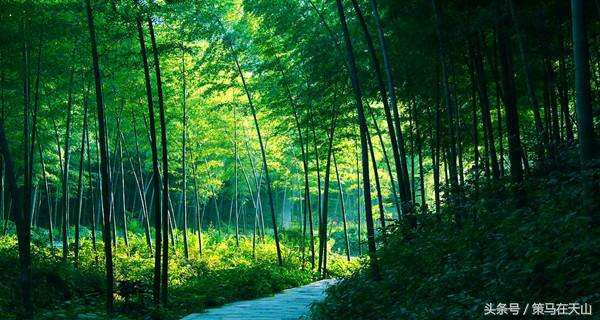 深圳周边竹海,广宁竹海中国四大竹子之乡