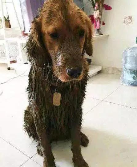 养一条狗真不容易,金毛如果一直长不大就好了