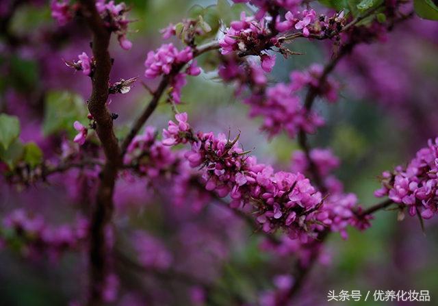 有诗和远方的地方,有诗和远方的故乡
