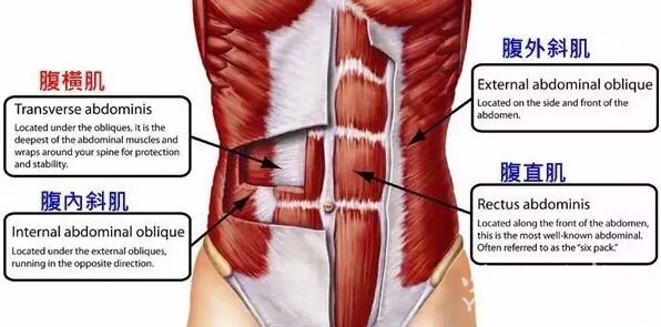 下腹外斜肌和上腹外斜肌,腹外斜肌最佳锻炼方法