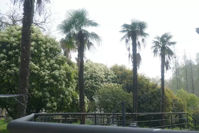 涓轰粈涔堝悇澶ч珮鏍￠兘绉嶇煶妤犺姳,澶у鍏充簬鐭虫鑺辩殑閲囪闂