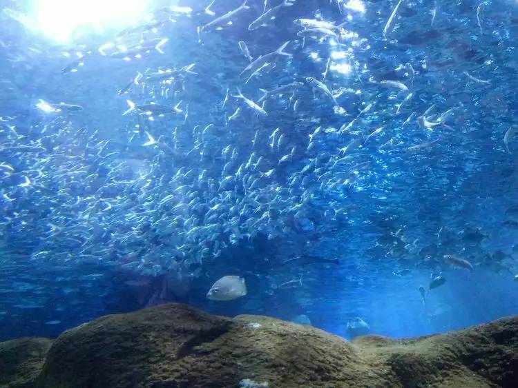 冬天大连看海旅游攻略,冬季到大连去看海