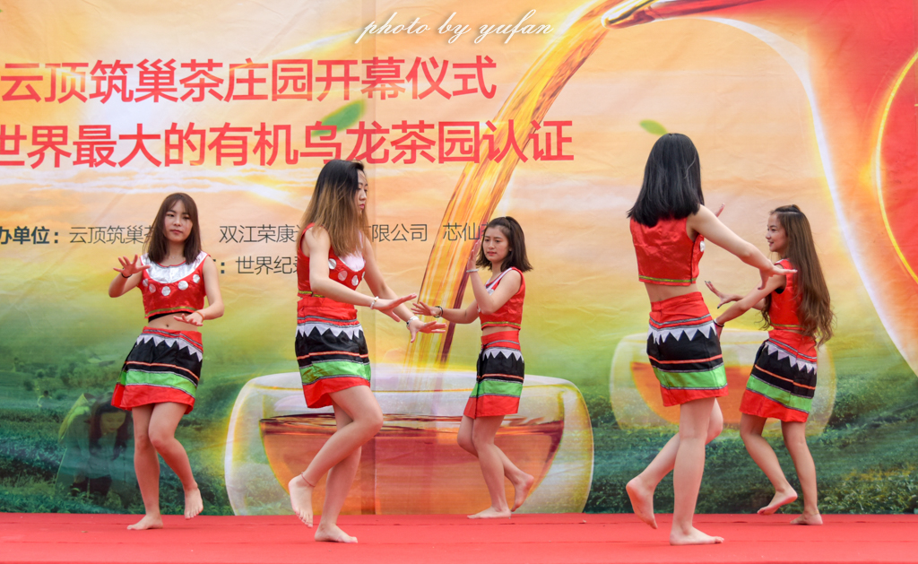 云端上的世外桃源，看看浇灌牛奶和土鸡蛋的有机乌龙茶长成啥样