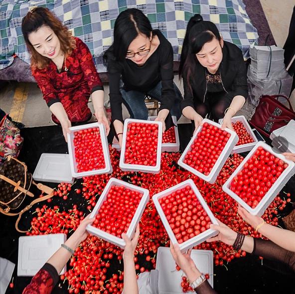 中国樱桃第一县,中国樱桃第一