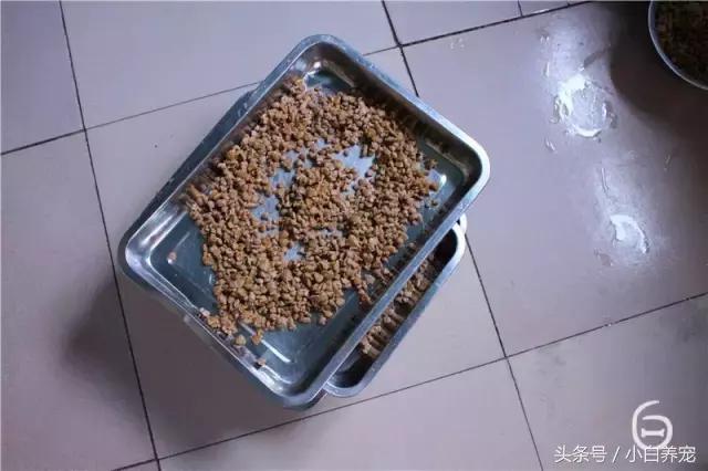 狗贩子VS繁育者,买狗狗究竟该找谁?