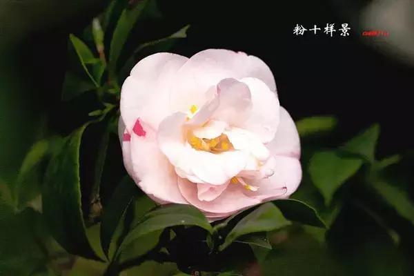 四大名花之山茶,中国百种山茶图片