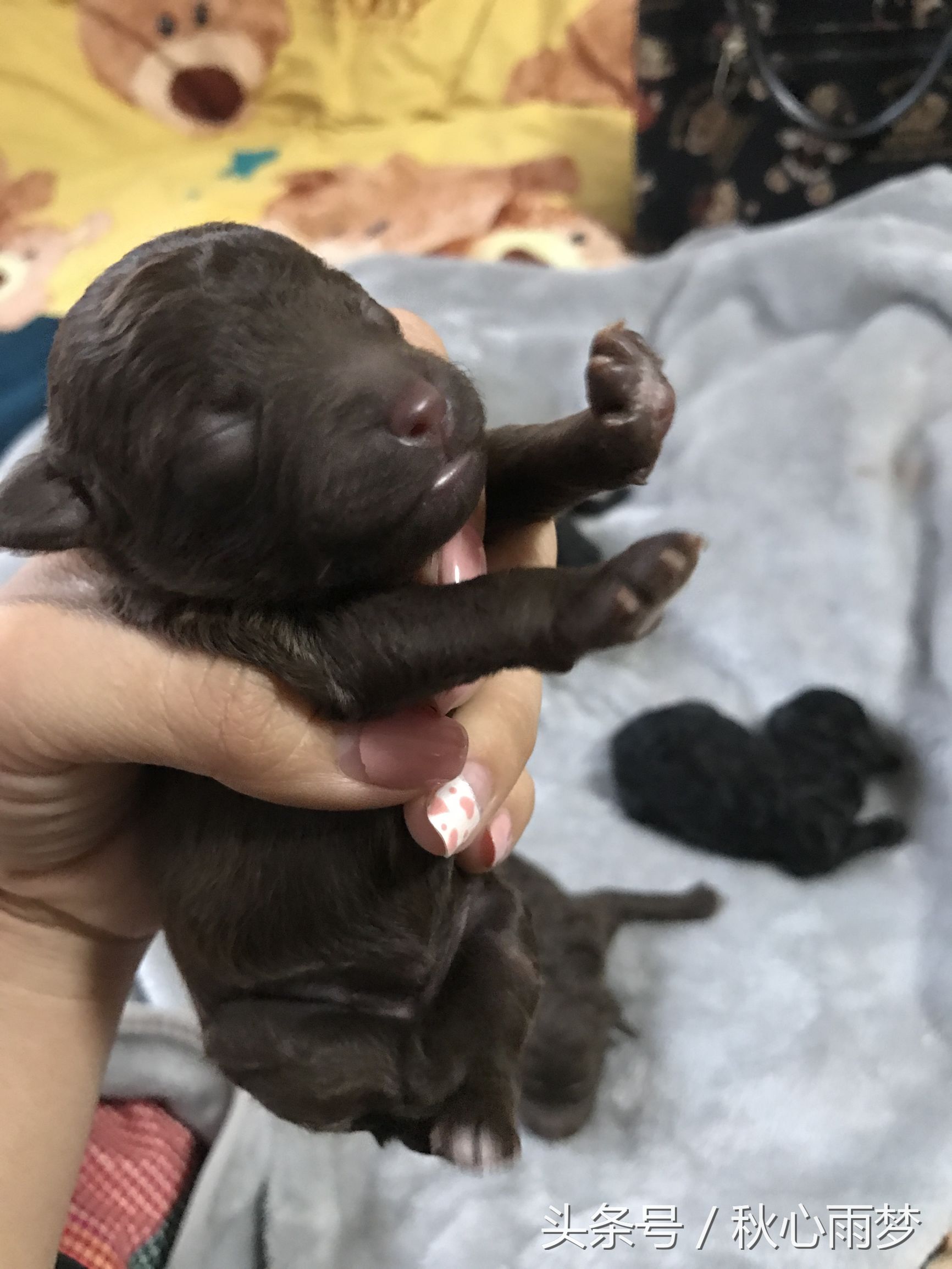 刚出生小奶狗,刚出生的泰迪小奶狗