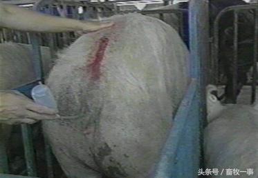 养猪怎样提高人工授精的成功率,养猪新模式猪舍建造