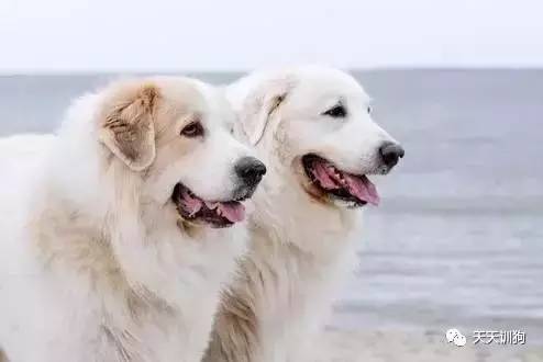 城市饲养的看护犬,看护厂房用什么犬好