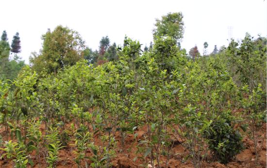 浜戝崡鍕愬簱鎴庢皬鍒惰尪涓栧,鍕愬簱鎴庢皬鍒惰尪宸ヨ壓