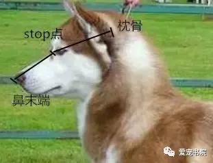 纯种哈士奇寿命多长视频,纯种哈士奇鼻子上有白毛