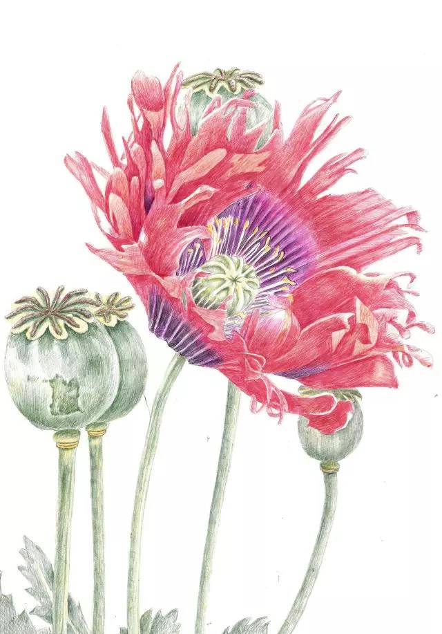 学生画的名画,学霸画名画