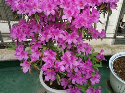 买花卉绿植盆栽避坑,花卉盆栽怎么买