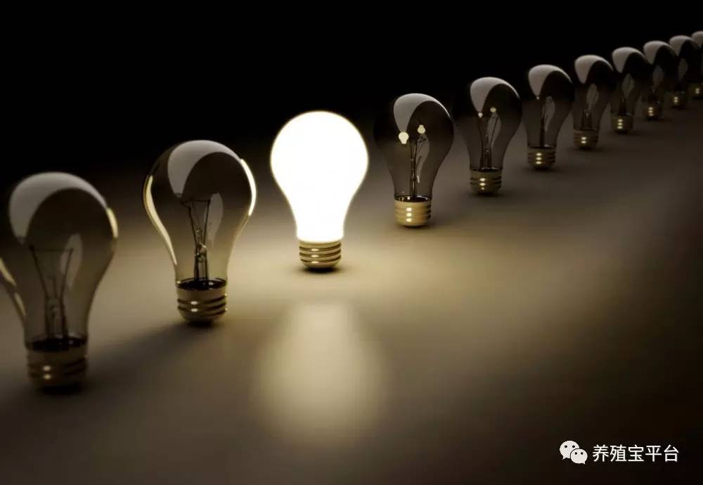 蛋鸡养殖led灯泡,led灯对鸡有影响