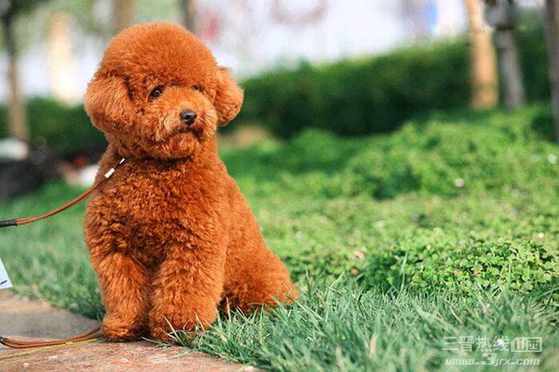 名贵狗狗,黑色名贵狗狗