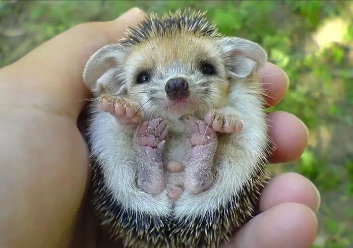 养一只刺猬,这么可爱的刺猬你也想养一只吗