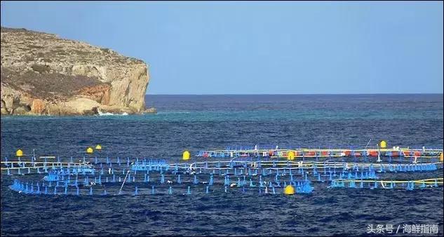 蓝鳍金枪鱼是怎么养殖的,蓝鳍金枪鱼怎么在家养