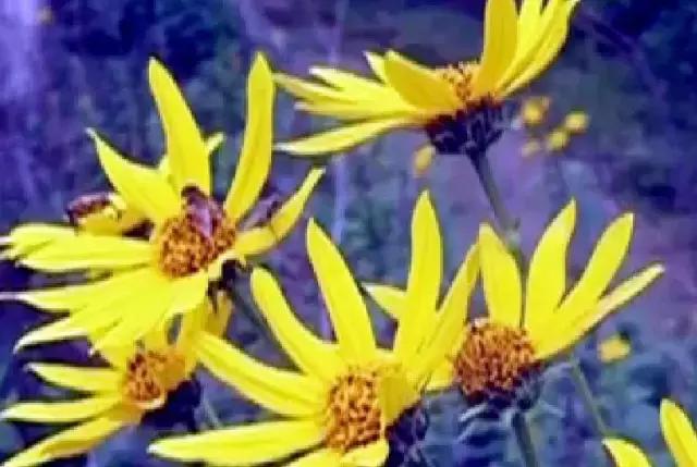 可吃的六种野菜,最有营养的六种野菜