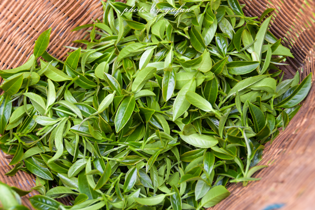 云端上的世外桃源，看看浇灌牛奶和土鸡蛋的有机乌龙茶长成啥样