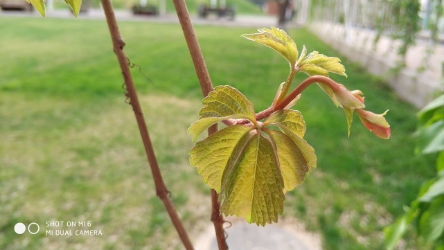 小米6处理器835,骁龙835小米6