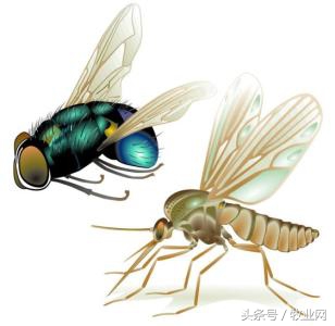 苍蝇对猪场的危害,养殖场苍蝇怎么消灭最有效