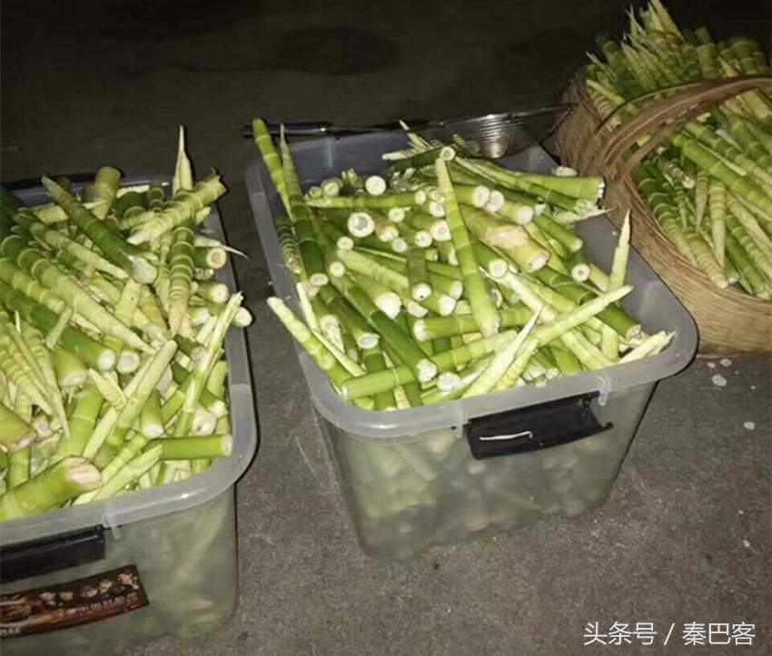 农村不值钱毛竹笋,城市人特别喜欢