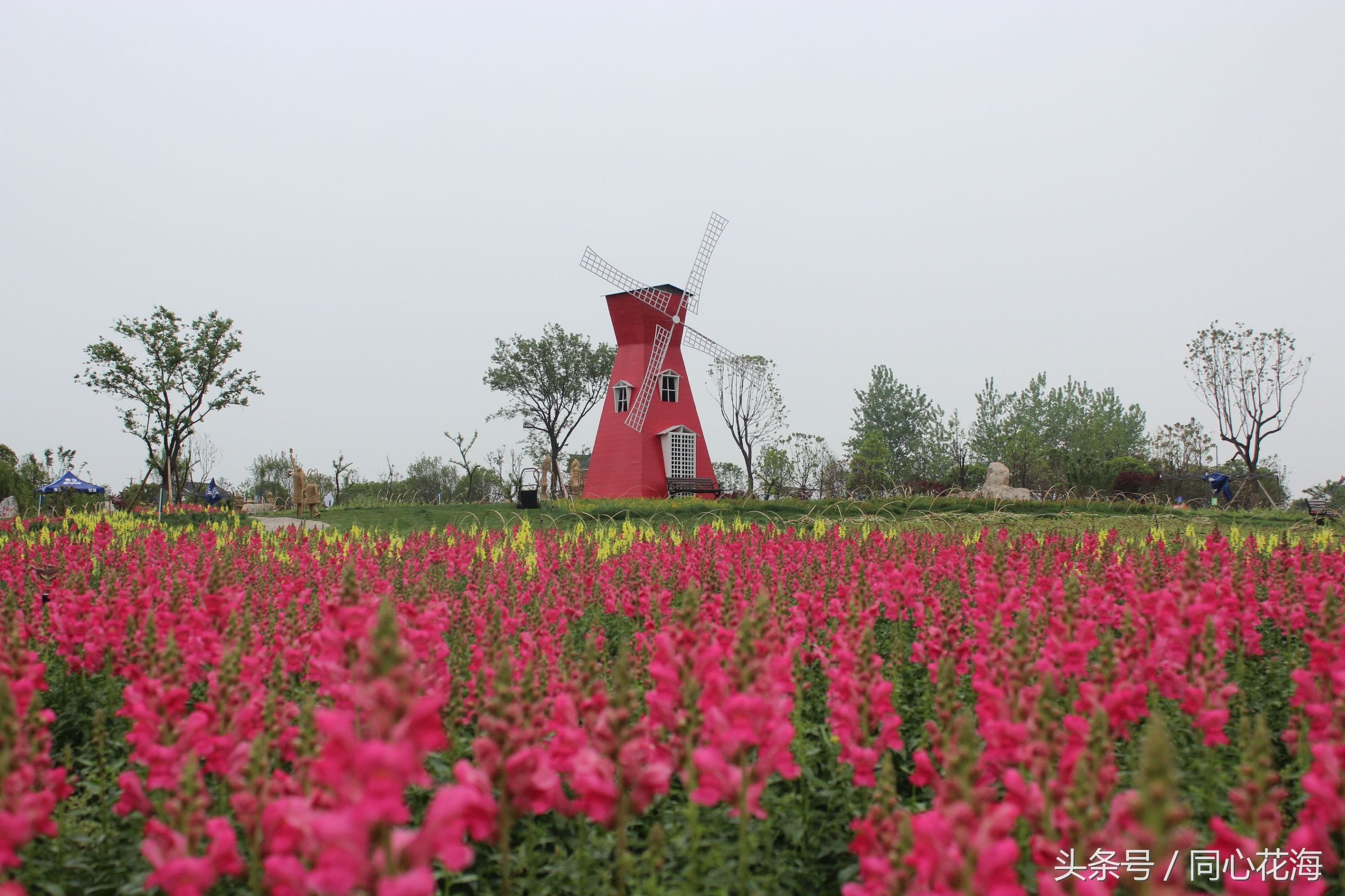 美丽的金鱼草花海,金鱼草花海
