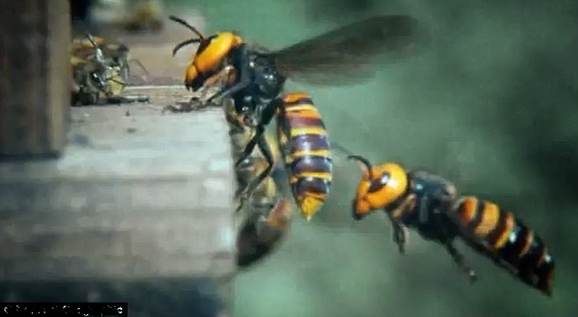 揭秘大黄蜂帝国：生殖机器、面部识别、信息控制、血腥杀戮