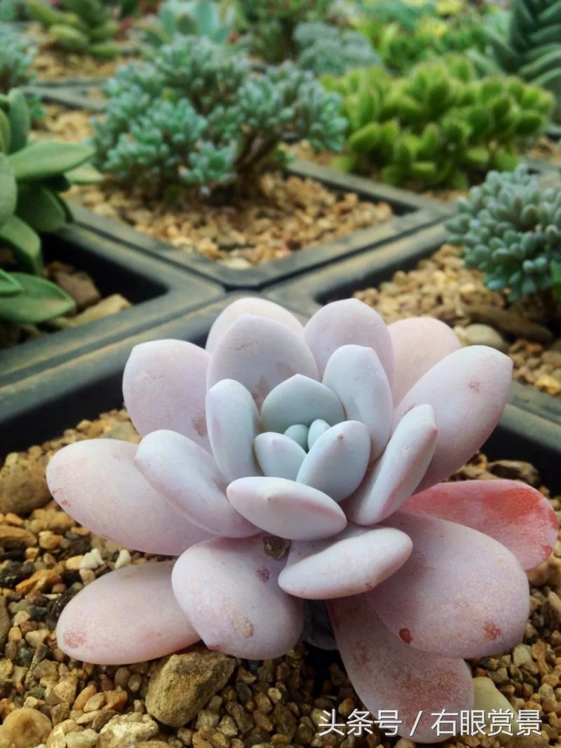 精品多肉颗颗都是韩版欧货老桩让您大呼过瘾