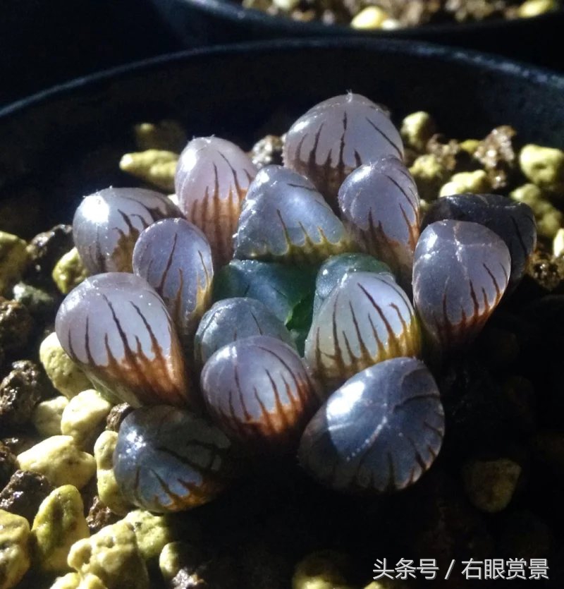 精品多肉颗颗都是韩版欧货老桩让您大呼过瘾