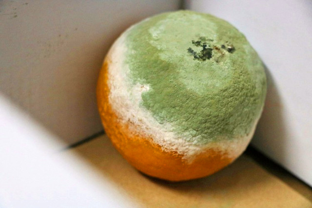 橘子发霉后提取青霉素的原始方法,霉变橘子上的青霉素是什么