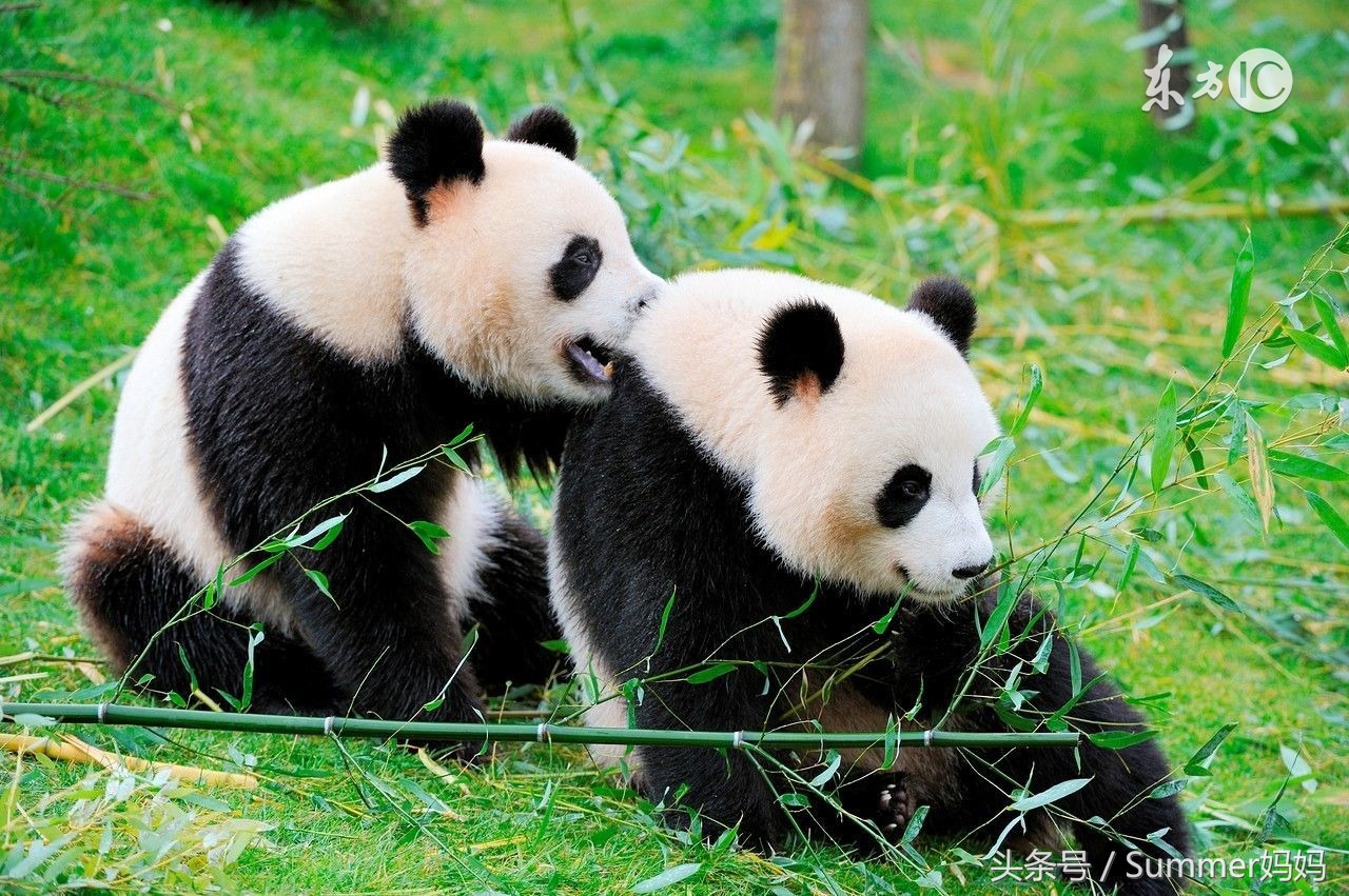 上海野生动物园游玩攻略最新,上海野生动物园游览图