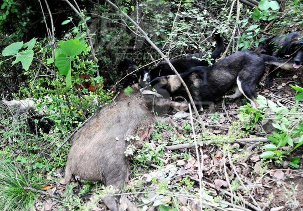 彝族人家的凉山猎犬,凉山赶山狗打猎