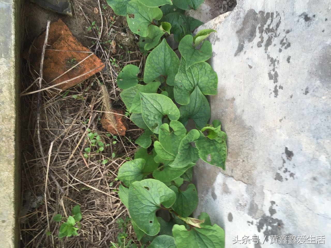 它在本草纲目中占有很重要的地位，有人说它很香、有人说它很难闻