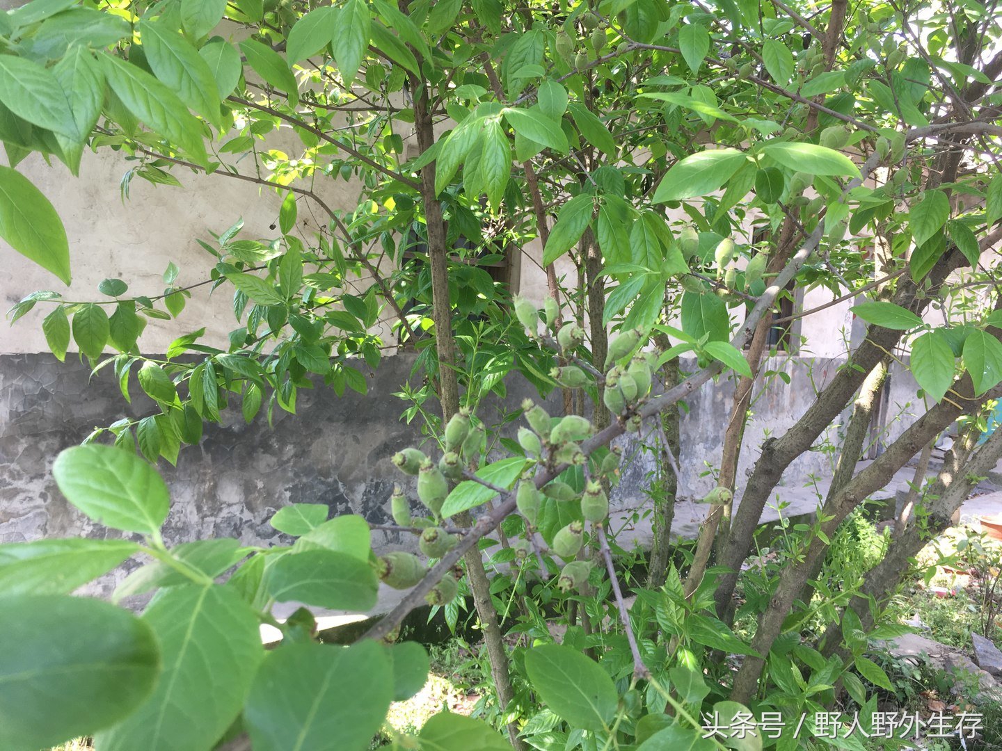 正宗枸杞野菜图片,枸杞苗野菜