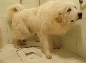 如何教会狗狗定点上厕所,如何引导狗狗去指定的地方上厕所