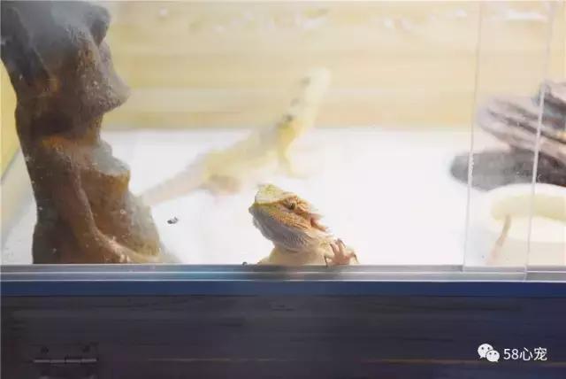 这家公司在办公室里养了十几只宠物员工幸福指数真高