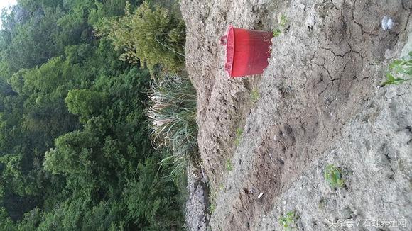 石蛙养殖致富经营方案,石蛙养殖投资收益