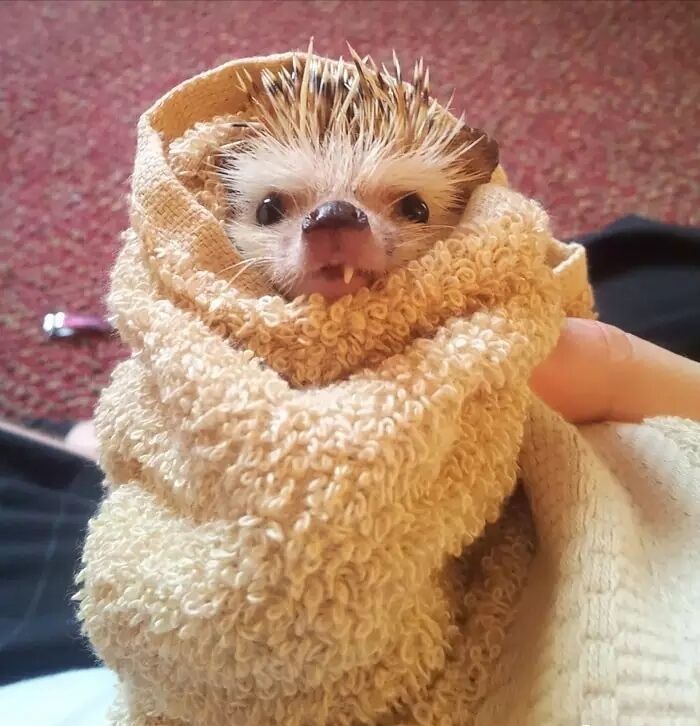 养一只刺猬,这么可爱的刺猬你也想养一只吗