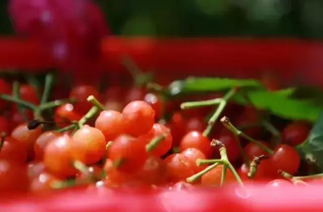 成都周边哪里樱桃最好吃,成都樱桃采摘园附近最近地方