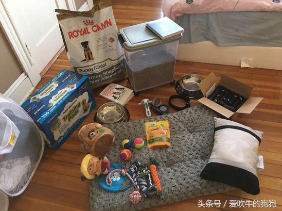 德牧小时候很淘气,德牧多大就不淘气了