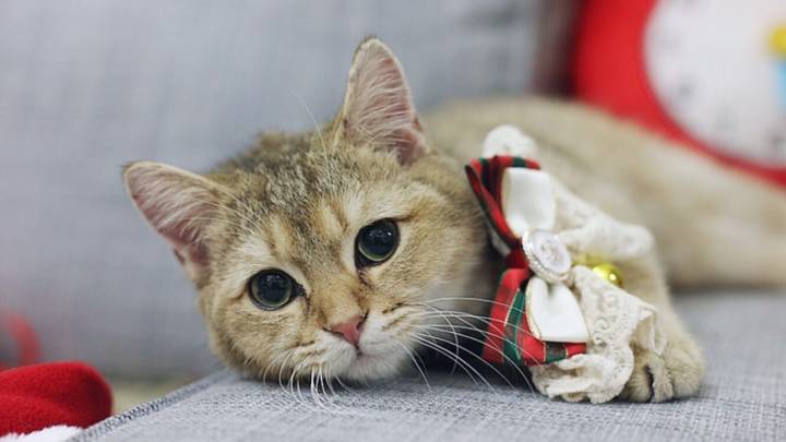 布偶猫癣怎样预防,猫癣的预防和治疗方法