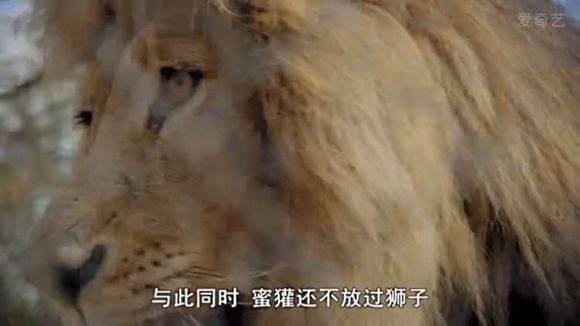 5只平头哥大战一头狮子,狮子隔着铁网吼了平头哥一声