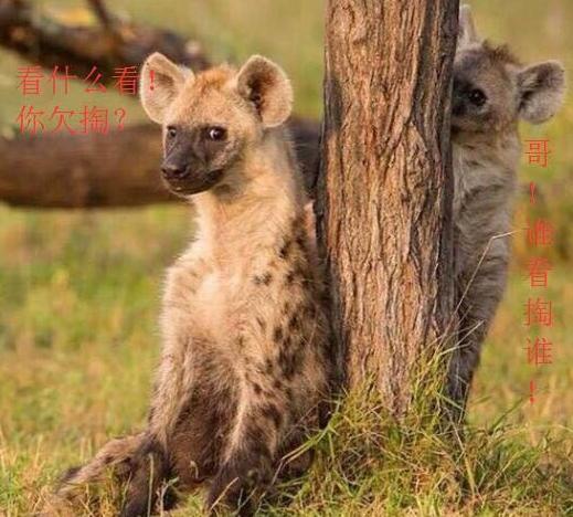 非洲的鬣狗还有蜜獾谁厉害呢,非洲蜜獾跟鬣狗谁厉害